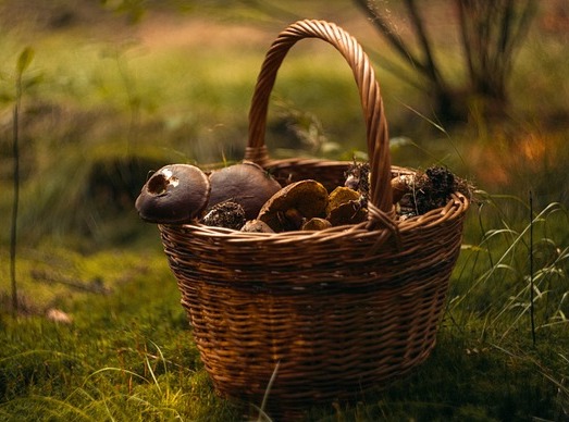 송이버섯 채취시기 및 채취방법