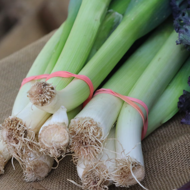 대파 효능과 부작용 고르는법