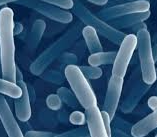 유산균의 과학적 효능과 선택 기준