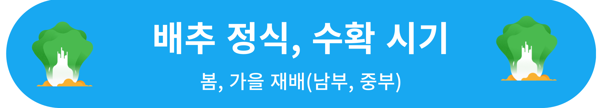 배추 정식, 수확 시기