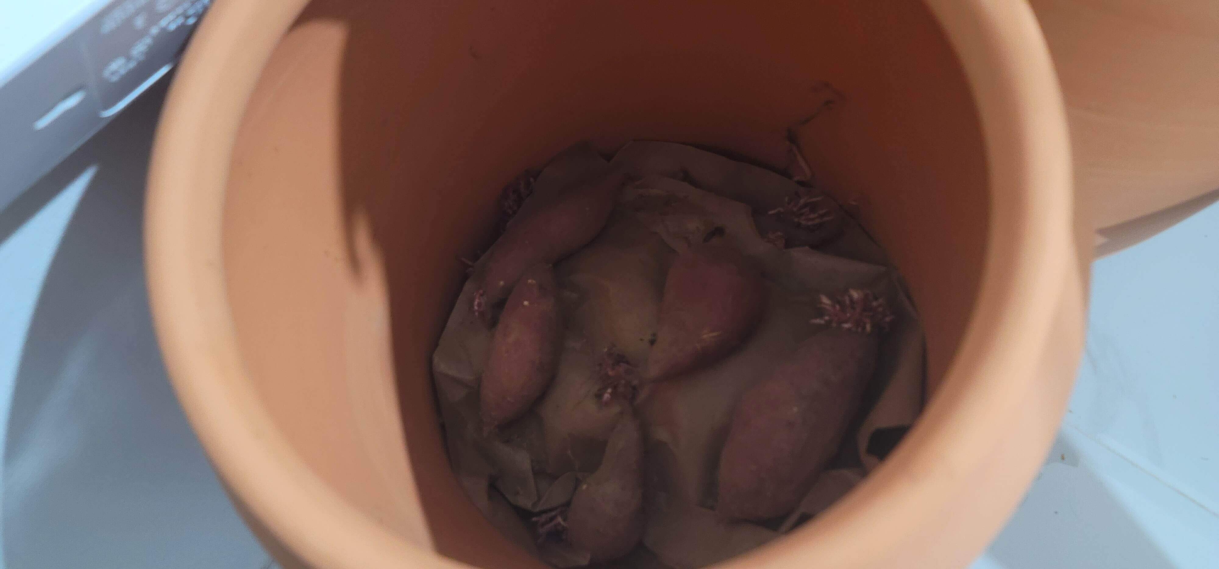 황토 항아리 안에 종이를 깔고 고구마 몇개가 싹이 난채 보관되어있는 사진