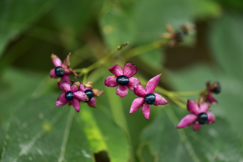 누리장나무 열매 2