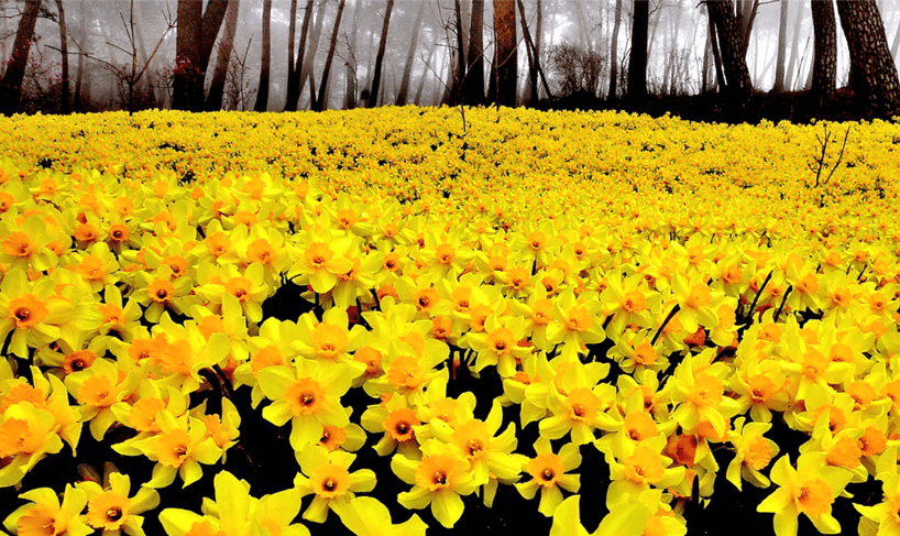 서산 유기방가옥 수선화 축제