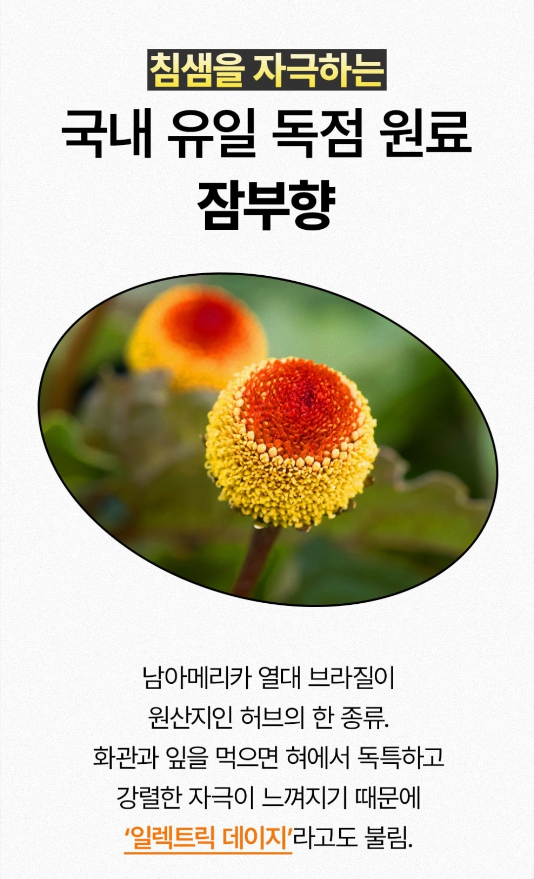 네고왕 테라브레스