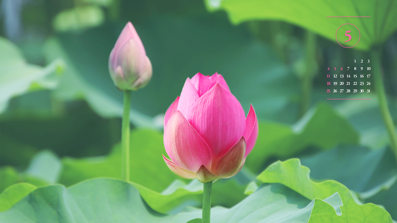 04 피기 시작한 연꽃 A - 2025년5월 노트북배경화면