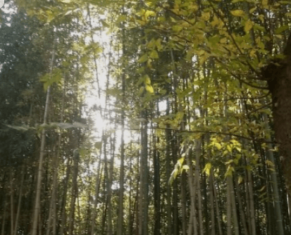 가을여행 단풍 기차여행 추천