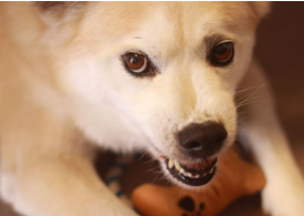 노견의 밤 울음