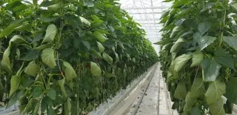 파프리카 재배 모종 선택 하우스 관리 착색 높이는법_4