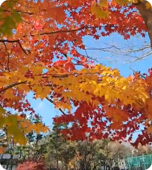 김해 장유 갑오마을 10단지 앞 가을 단풍 [사진=아이올렛]