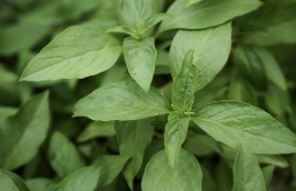 정월 대보름 나물 만드는 법