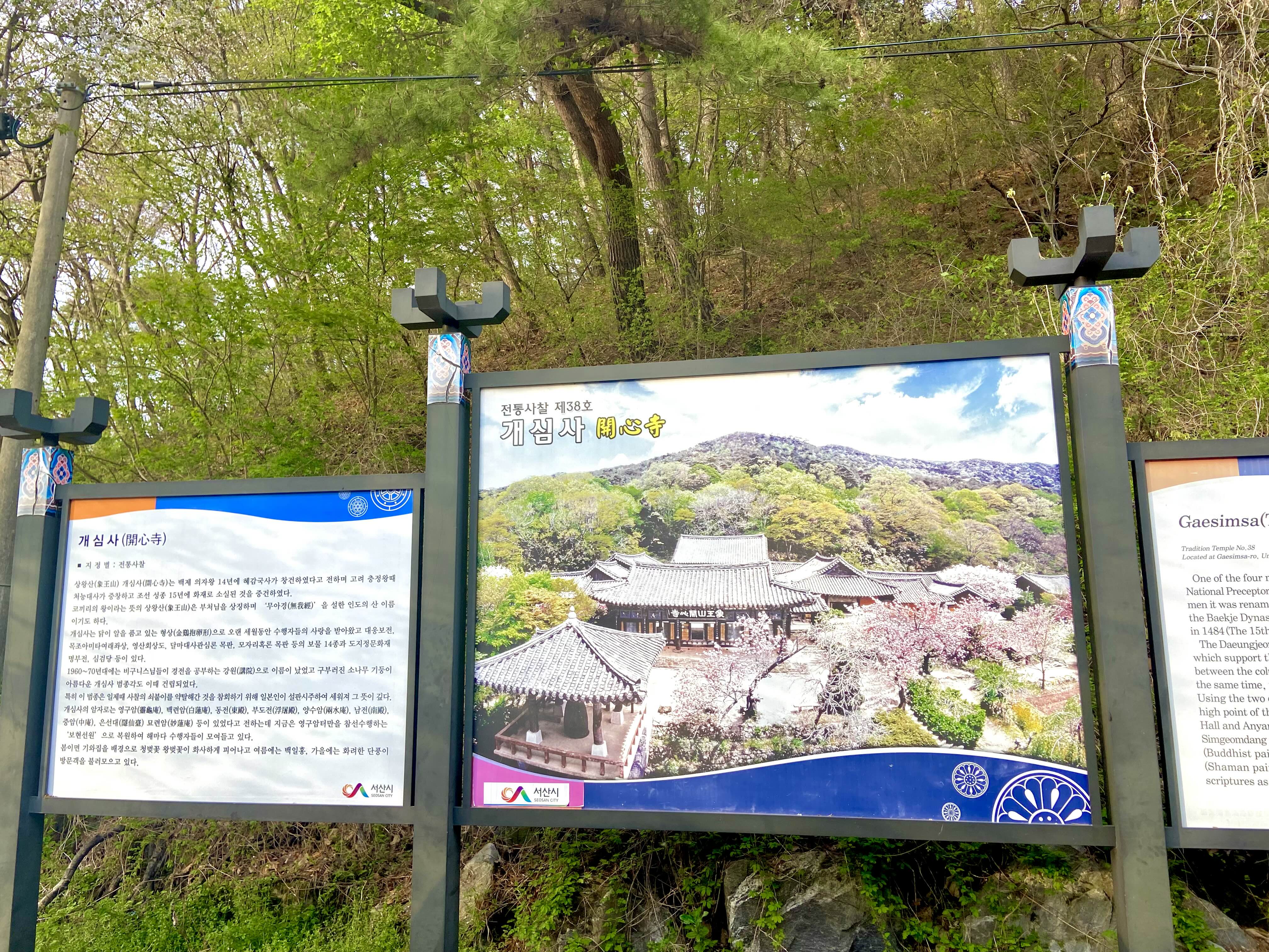 서산 겹벚꽃