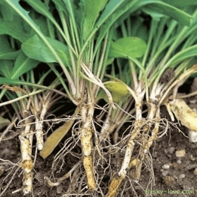 혈당조절에 효과적인 씀바귀