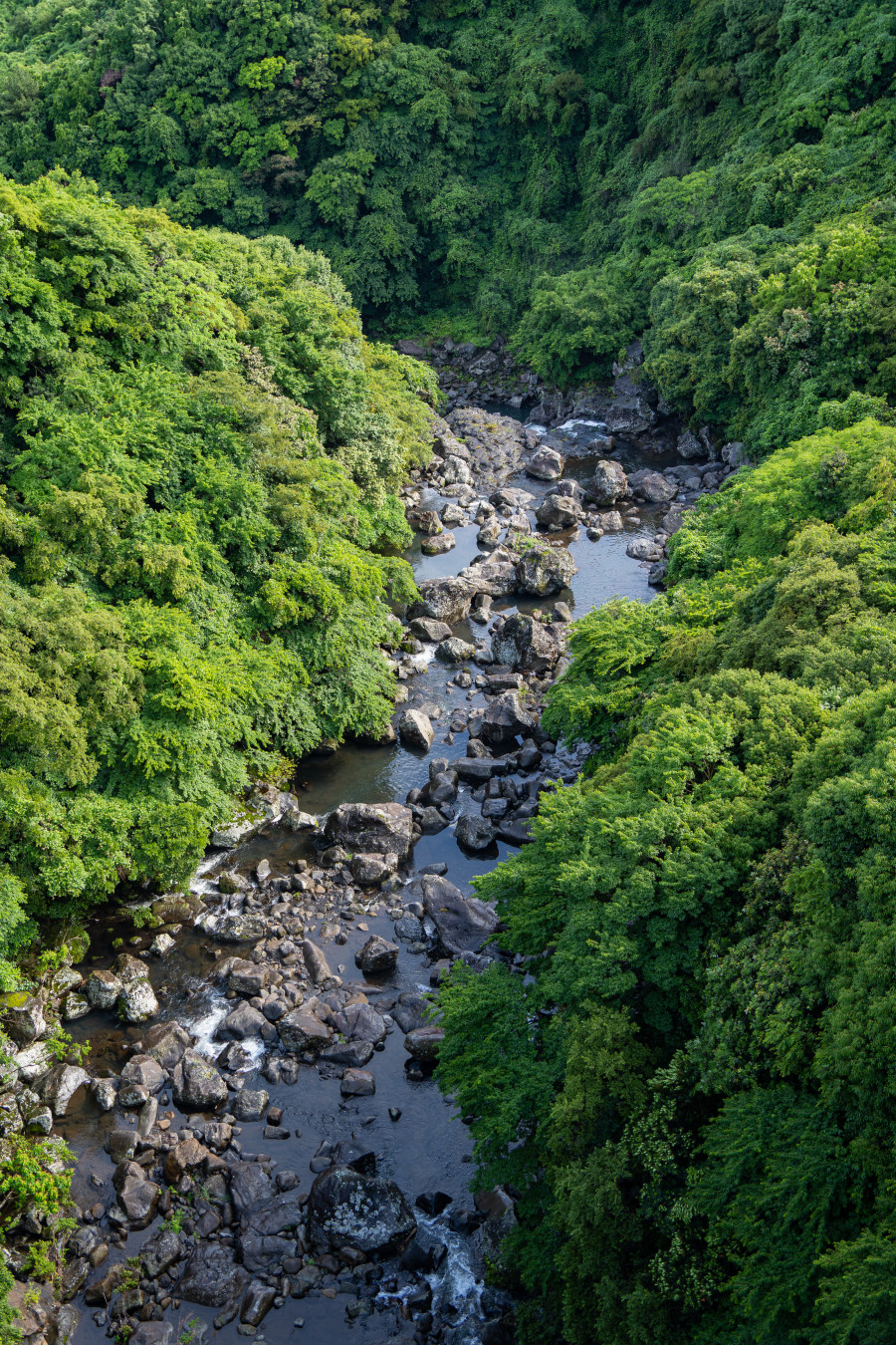중문 천제연 선임교