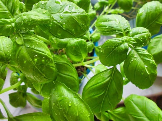 바질 대표 효능 10가지