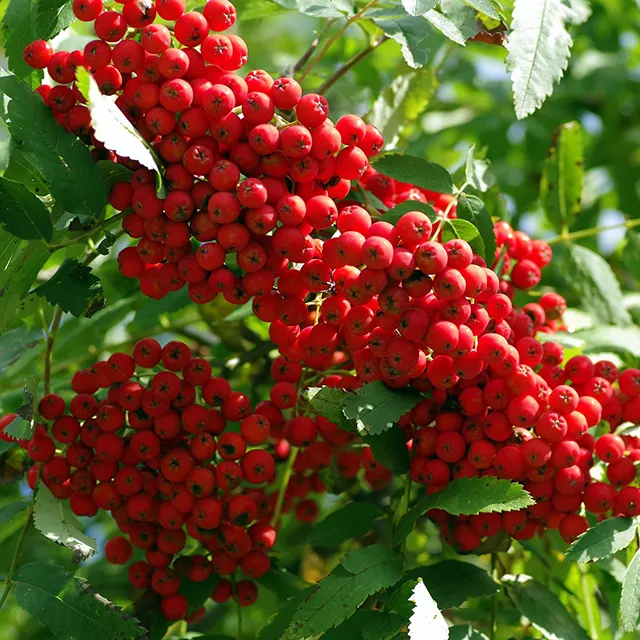 마가목 열매 효능 먹는 법 부작용 포함 10가지 정리_2