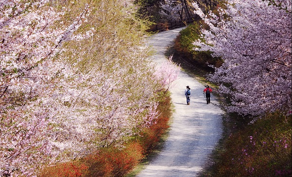 진해군항제 벚꽃 