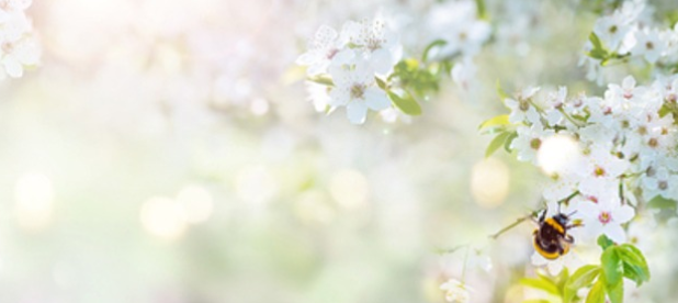 진해군항제 벚꽃 축제