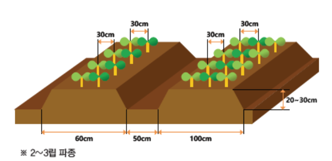 완두콩 심는 시기, 효능, 파종 방법, 재배법, 수확 방법 알아보기