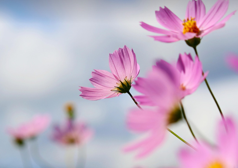 코스모스의 모습