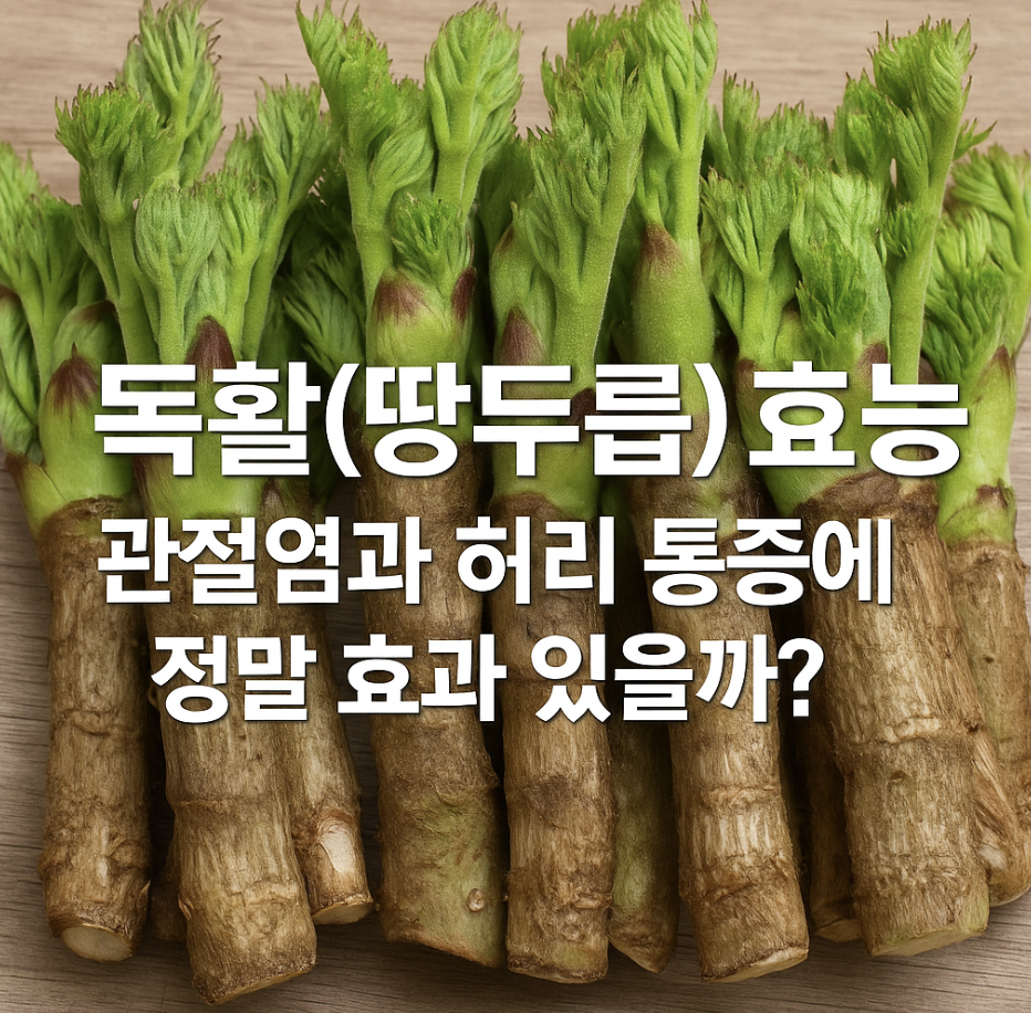 독활(땅두릅) 효능, 관절염과 허리 통증에 정말 효과 있을까?
