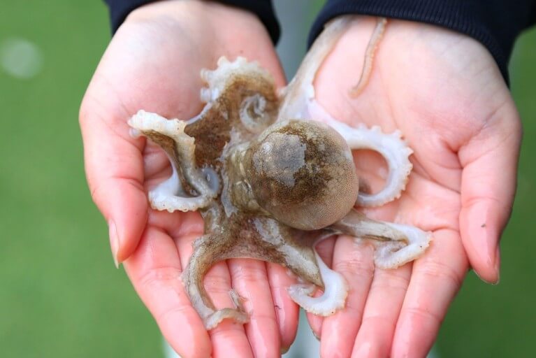 3월 제철 음식 주꾸미