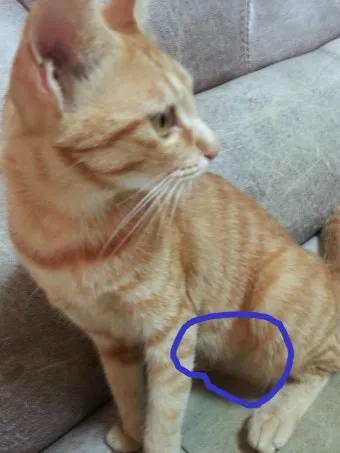 고양이 임신 기간 주기 가능나이 배모양_5