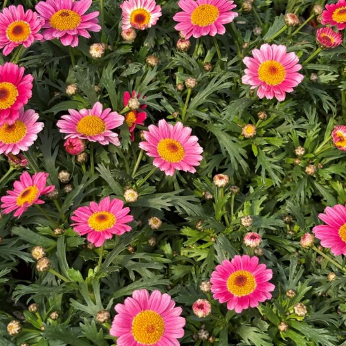 핑크목마가렛-번식-꽃관리