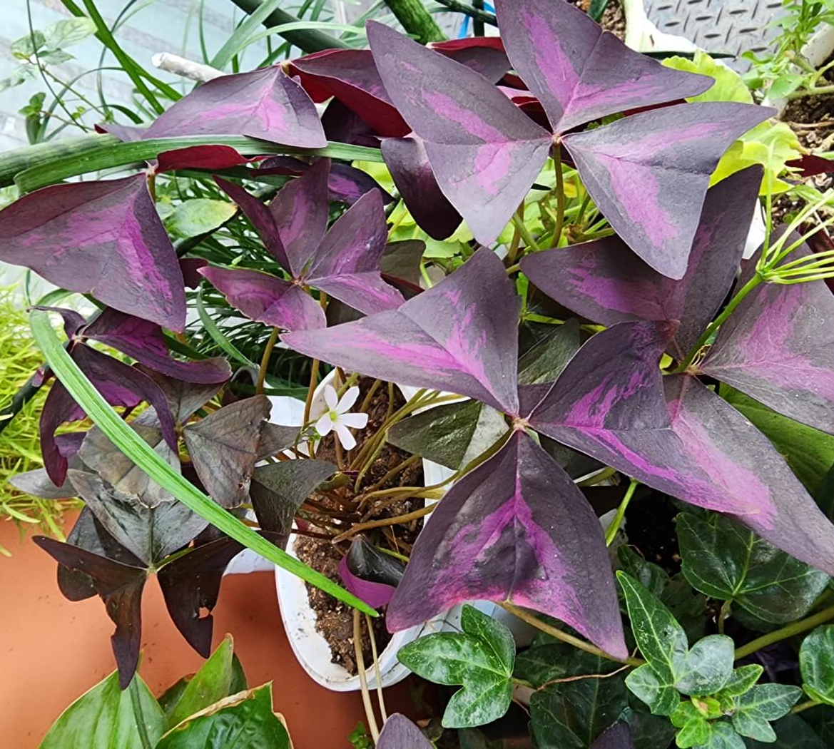 연보라색 꽃이 작게 피어있는 사랑초