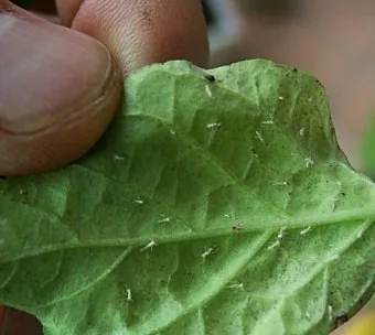 화분 진딧물 퇴치 천연살충 레몬오일 비누물 통풍환경 개선_3