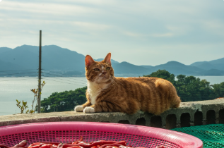 영화 좀비딸 상영관 예매하기