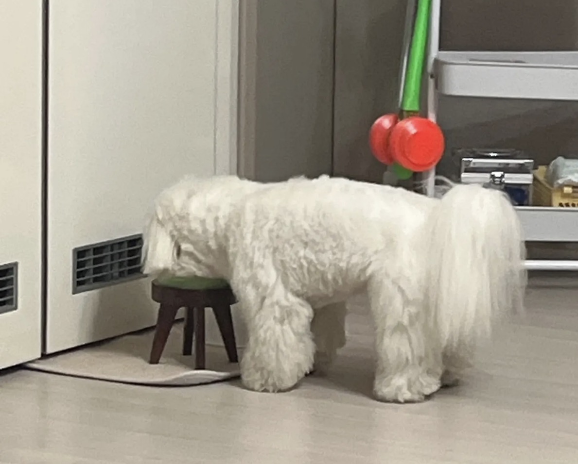 물을 마시고 있는 강아지