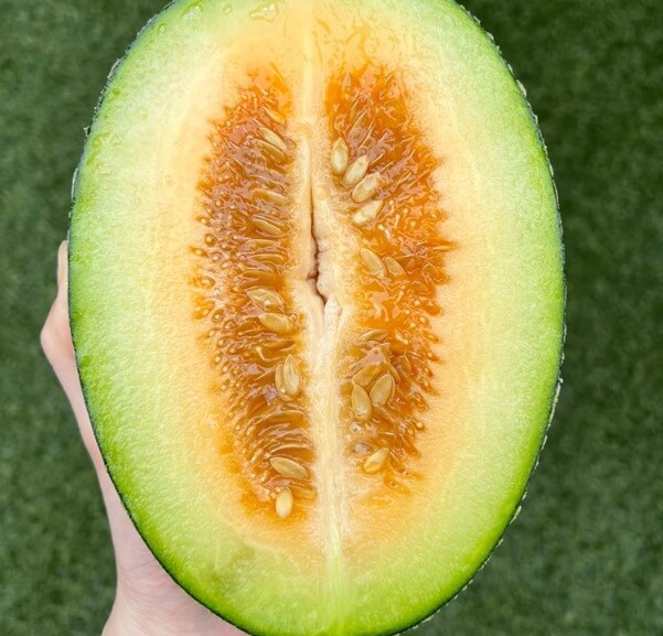 생방송투데이 이 주의 장바구니 경북 고령 쌍둥이메론농장 하미과 & 설향 멜론 주문방법 생방송투데이 3776회