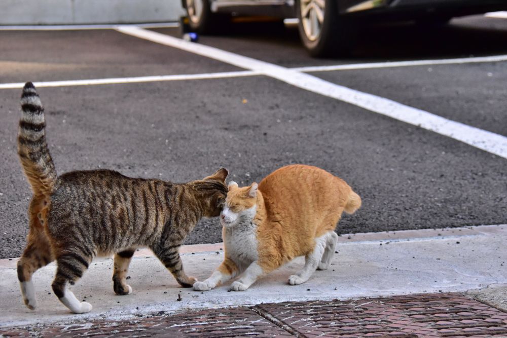 서감마을에서 본 고양이