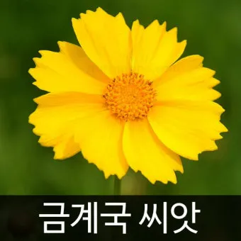 함안 악양생태공원 금계국 개화 시기와 사진 촬영 팁_4