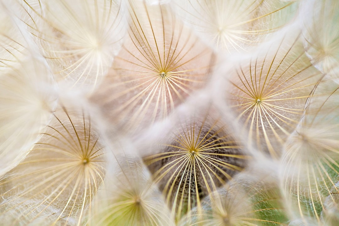 pollen