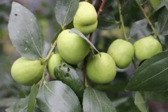 대추 재배 개화기 관리 봉지 씌우기 열매 터짐 예방_33