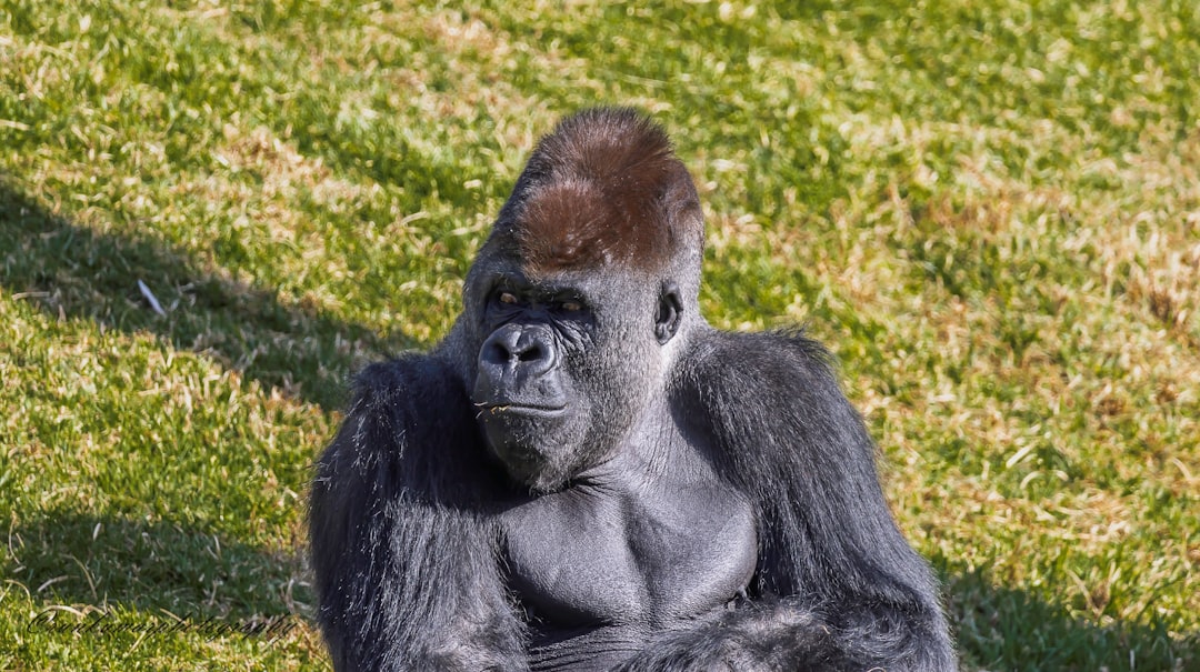 Bongo