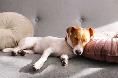 누워있는 강아지