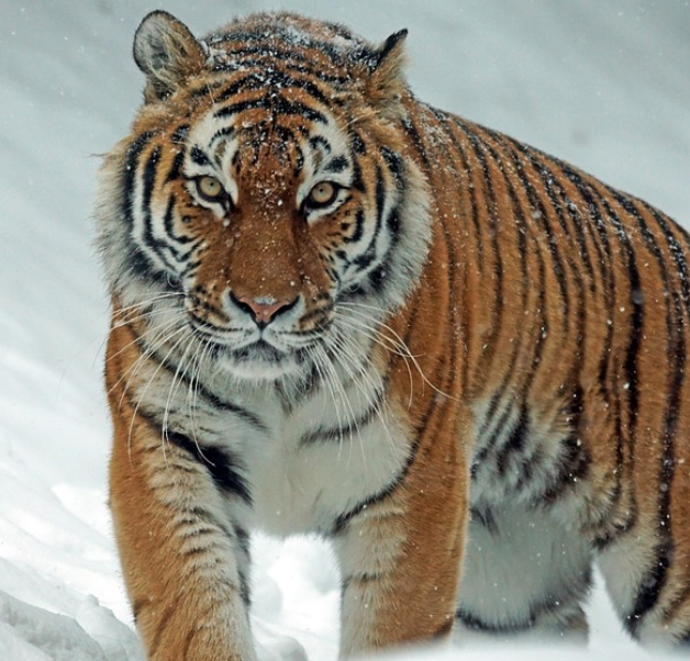 2023년 호랑이띠운세