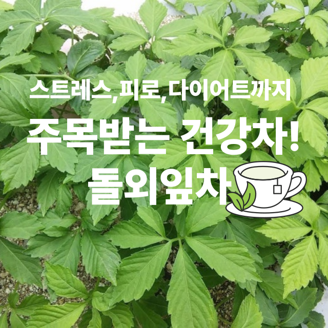🌿 불노초를 담은 한 잔의 차, 돌외잎차 / 스트레스/피로/다이어트