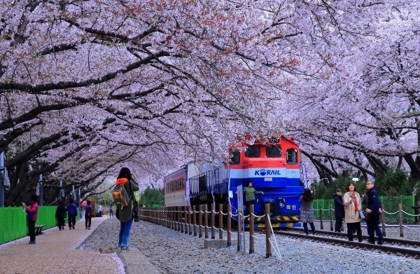 경화역 벚꽃 나들이1