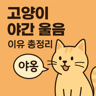 밤마다 야옹야옹? 고양이 야간 울음 이유 7가지와 해결법 총정리