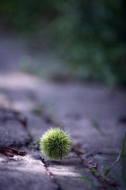 익지않은 한송이의 알밤