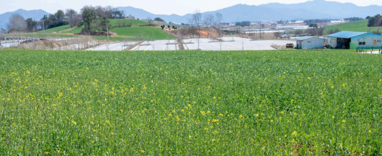 [4월~5월 축제]2025 고창 청보리밭 축제❘ 폭싹 속았수다 유채꽃밭, 연인 유채꽃밭, 도깨비 메밀꽃밭 촬영지, 일정, 기간, 주차(4/5일 방문 후기)