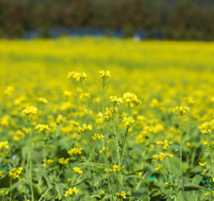 휴애리 유채꽃 축제 사진 1