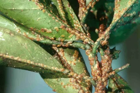 화분 깍지벌레 제거 면봉닦기 알코올희석 분무 재발방지 체크_2