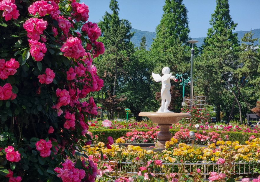 창원 장미공원 장미