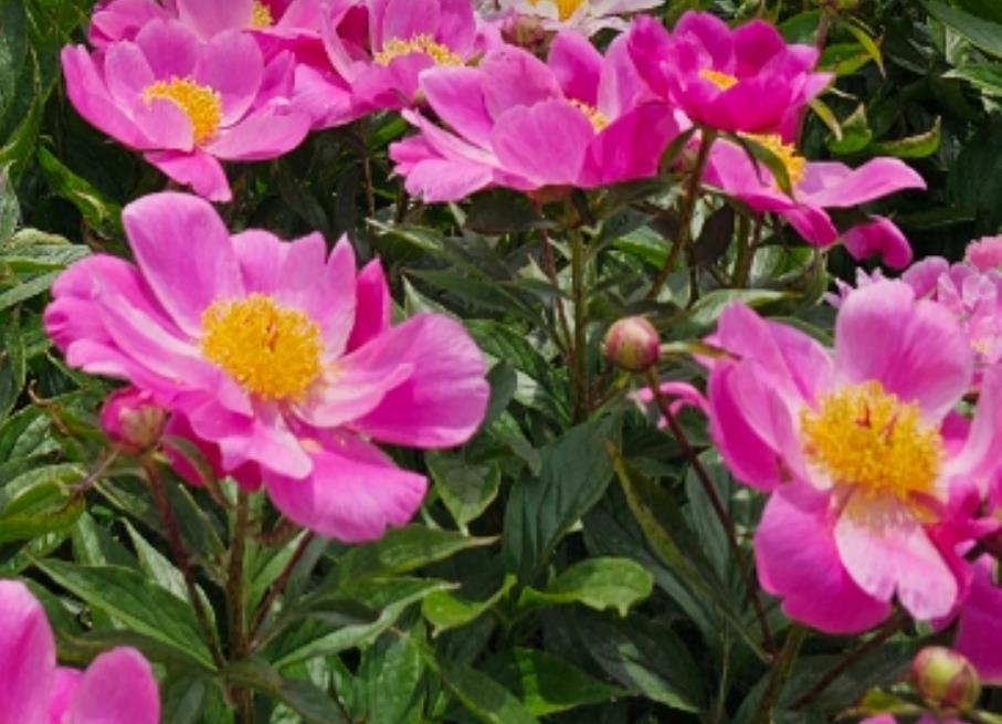 오늘N 작약정원 작약꽃