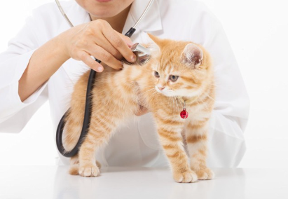 진찰받는 고양이.