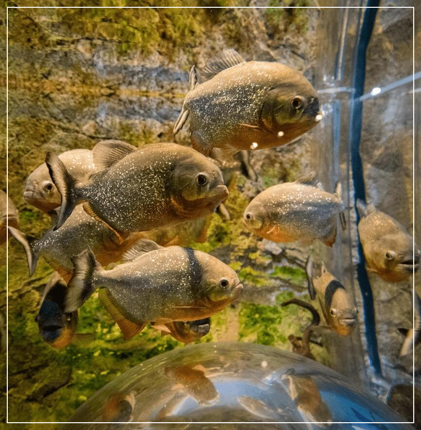 단양 가볼만한곳 베스트10 다누리 아쿠아리움